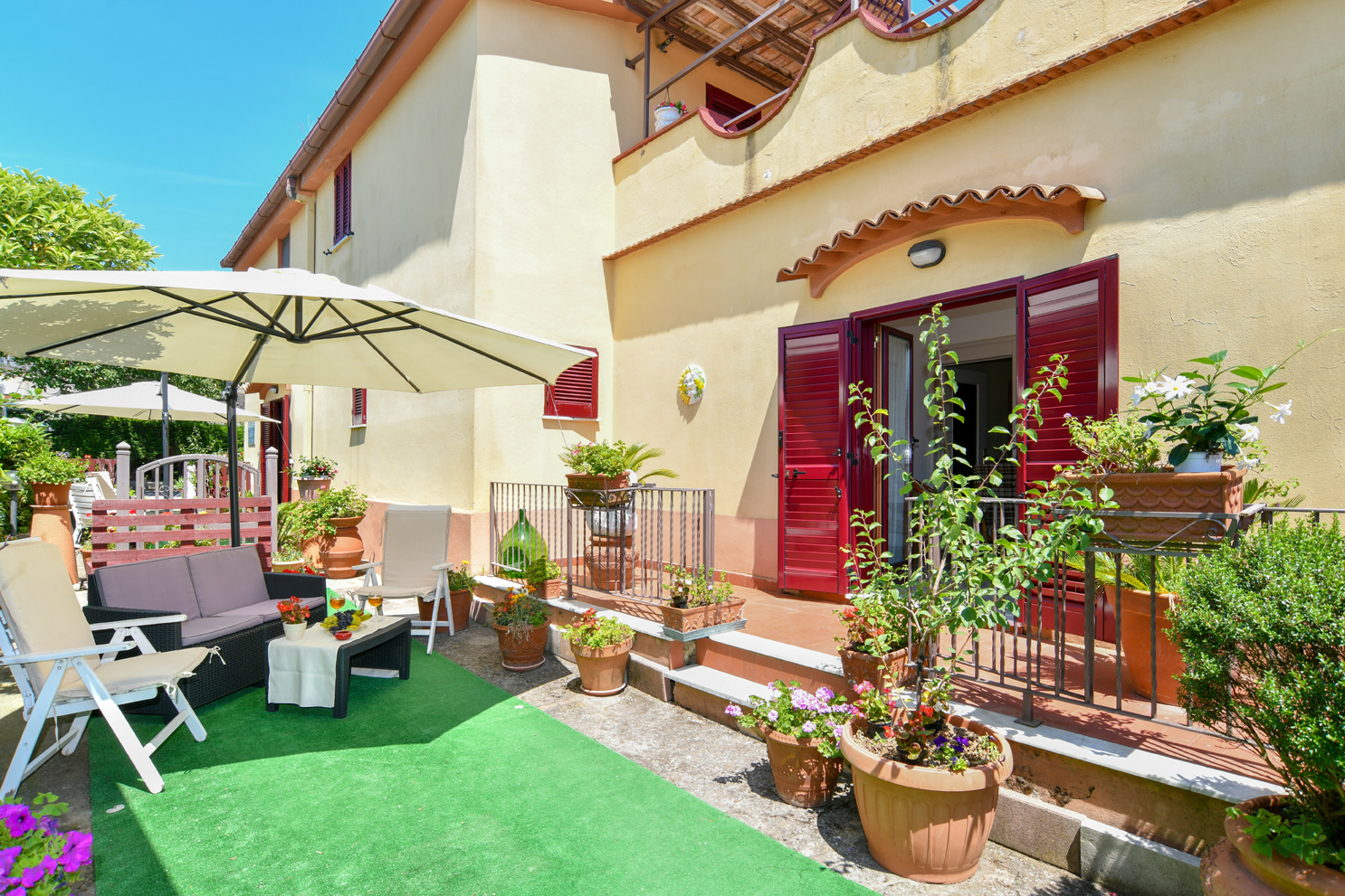 Green Paradise Mimosa